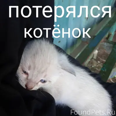 Пропал котёнок, Шаадринск