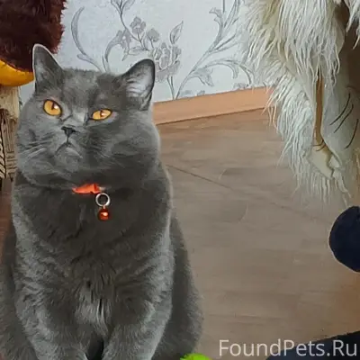 Пропал британский кот Стёпа, район Гагарина
