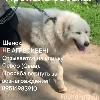 Пропал щенок, белый, район магазина 'Игрушка'