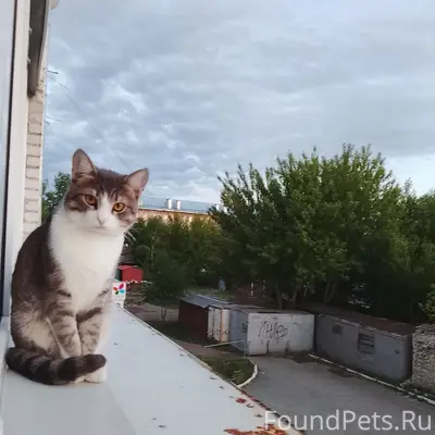 Пропал кот Бося, Красногвардейская 14