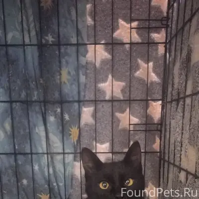 Пропала кошка, г. Мончегорск