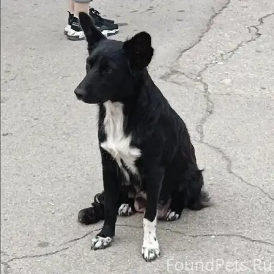 Пропала собака Маня, Чапаевск