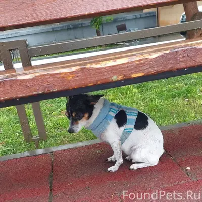 Собака домашняя на улице