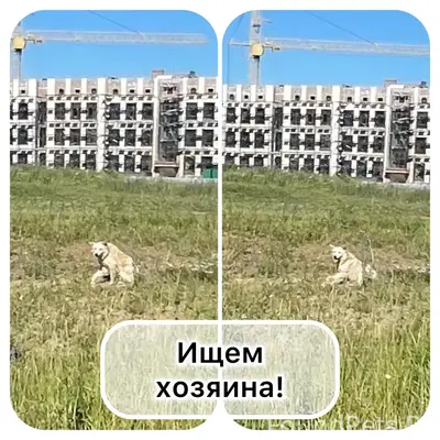Найден белая собака с хромотой, г. Ставрополь