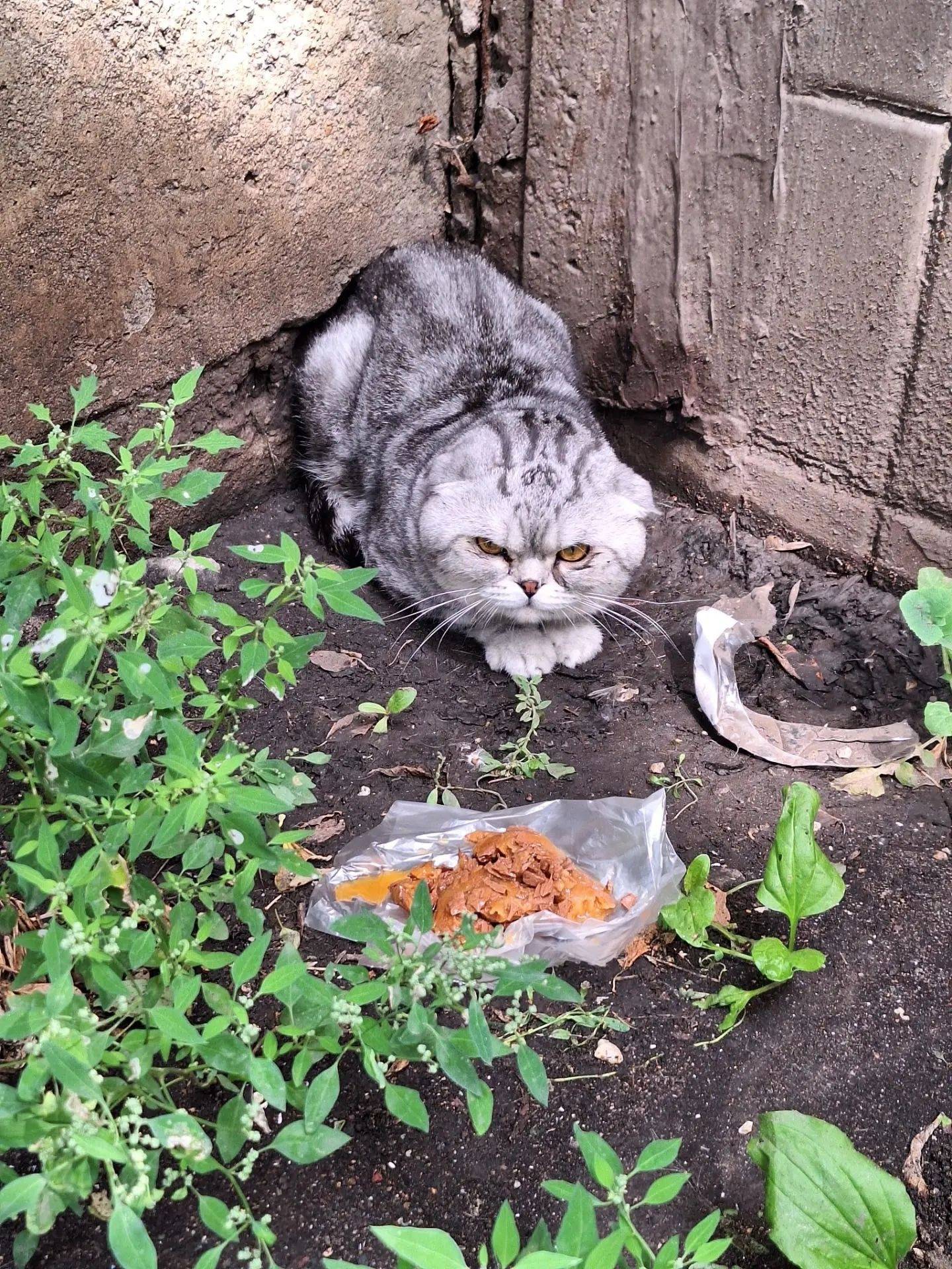 Пропала кошка, Чоппа 2