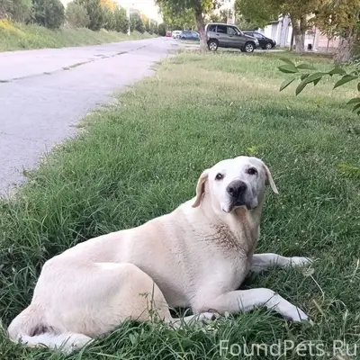 Пропал старый пёс Белый, Симферополь