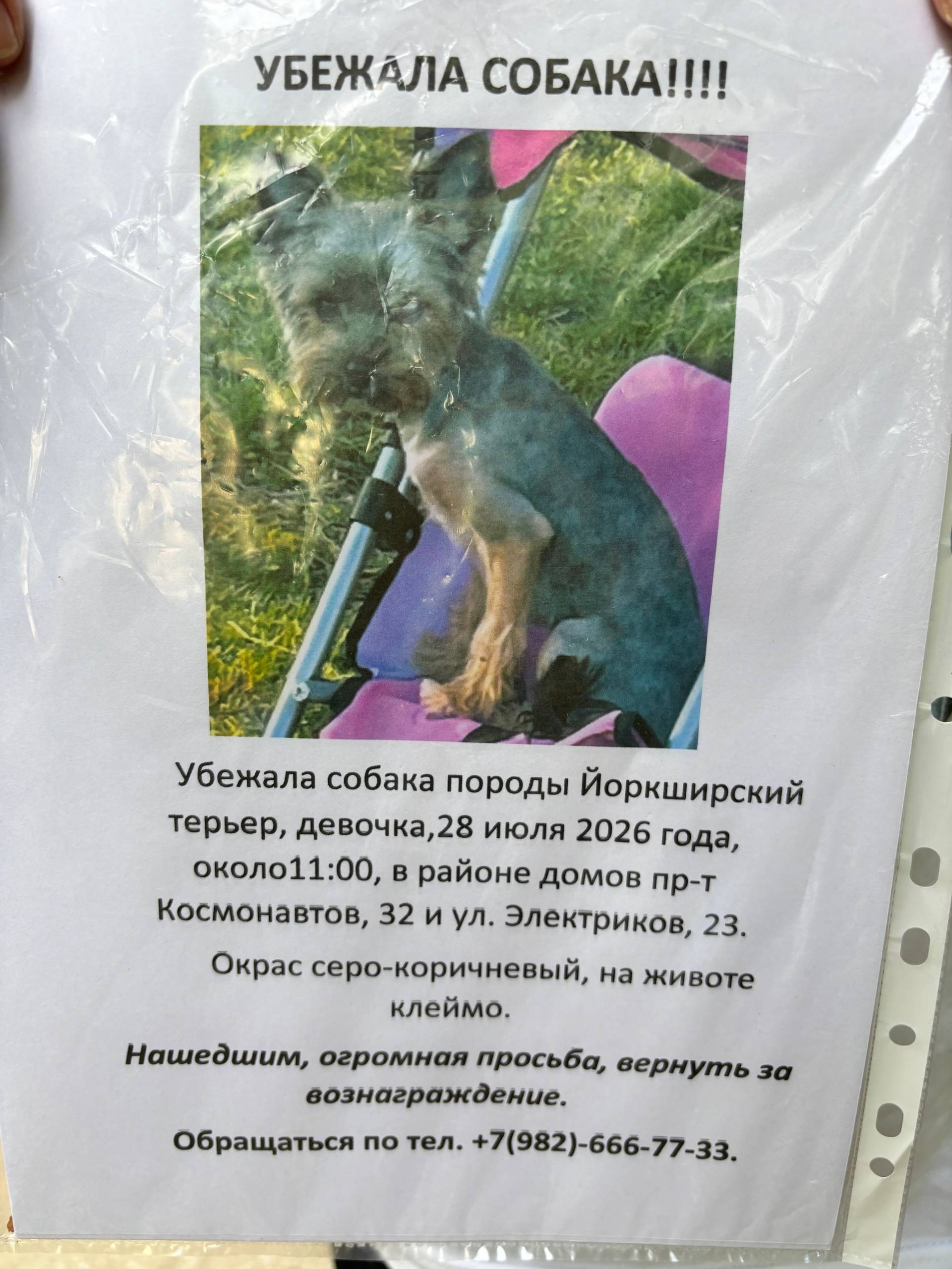 Пропала собака йоркширский терьер, район Эльмаш, Екатеринбург