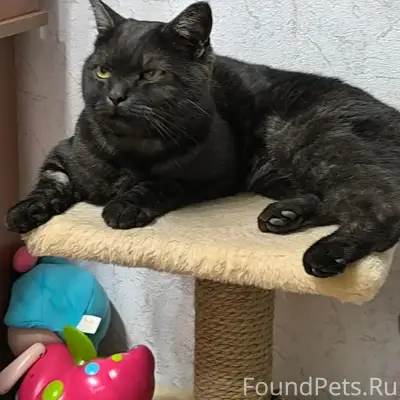 Найден кот, Ленинский район
