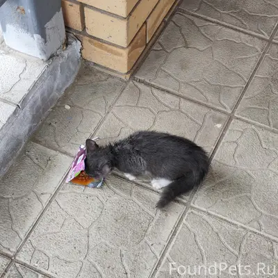 Найден котёнок-мальчик, улица Лиственная