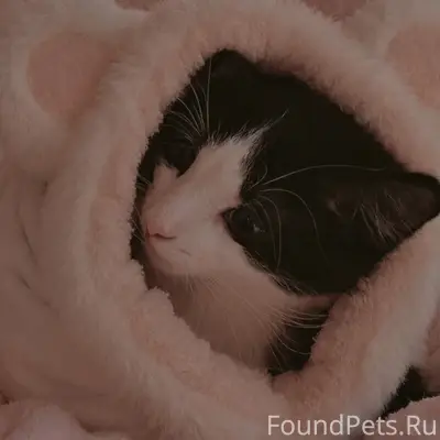 Пропал котёнок Мин Мин, улица Ленина