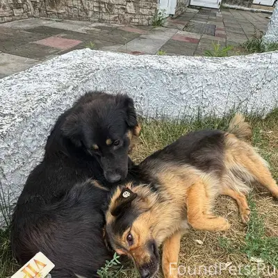 Пропали собаки Джек и Лаша, были замечены возле офиса