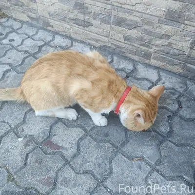 Найден рыжий кот в красном ошейнике, Калининград