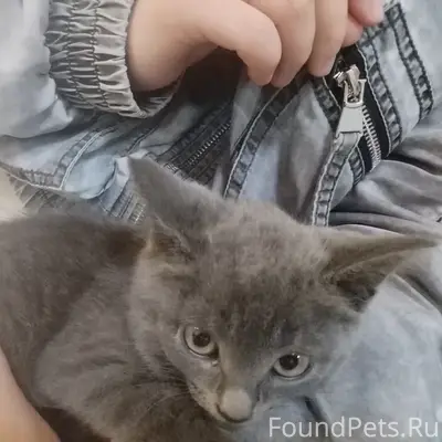 Найден котёнок, Калуга, ул. Кирова