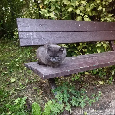 Найден кот