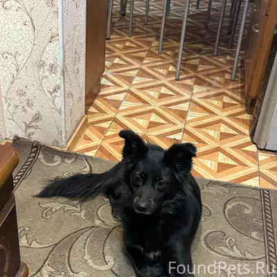 Пропала собака, район западный