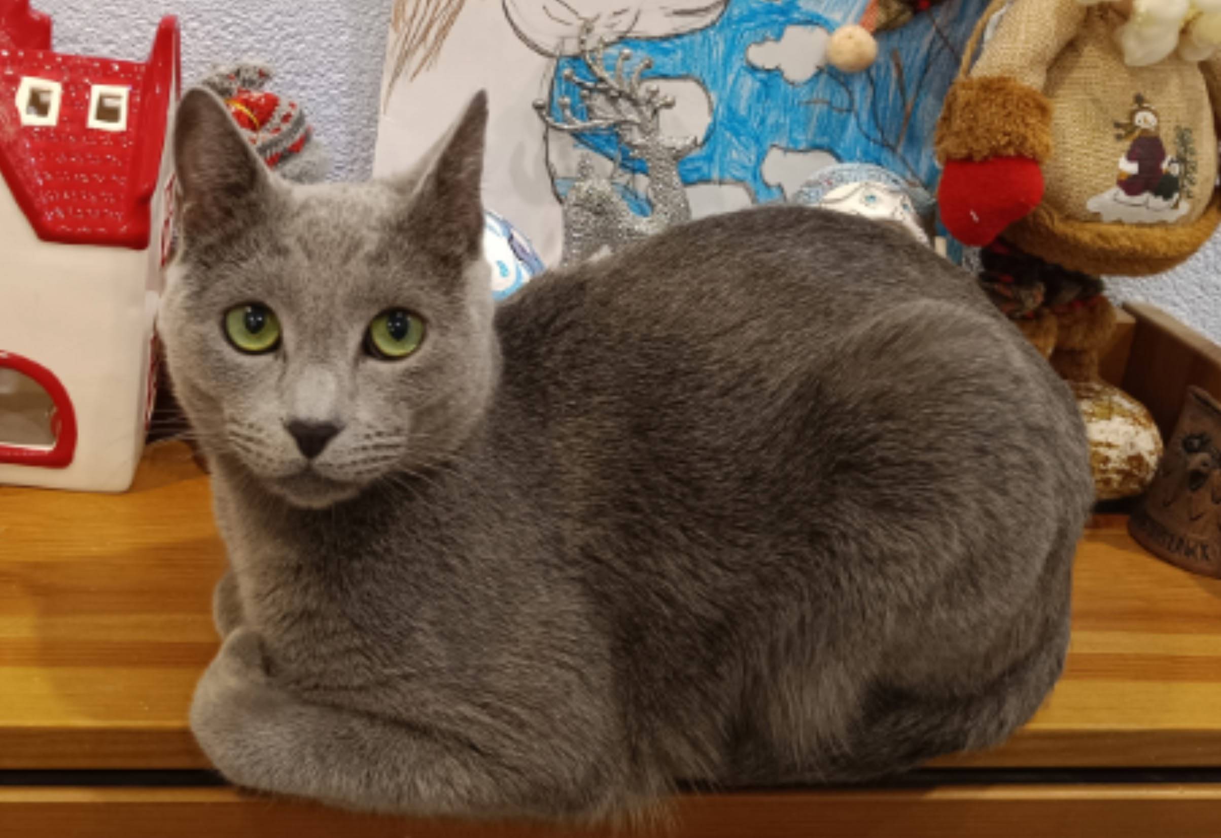 Пропал кот, снт Отрадненский