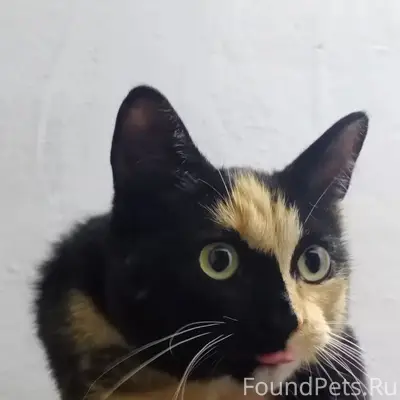 Найдена кошка, ул. Красина