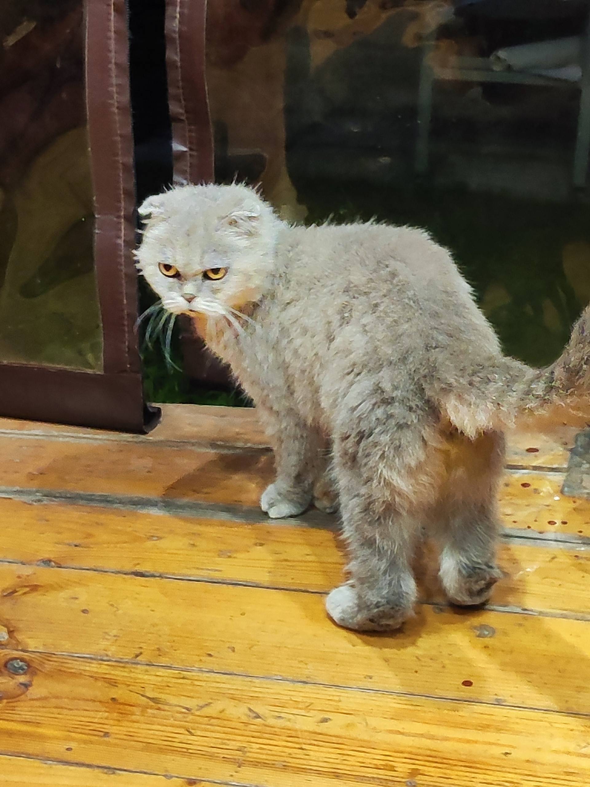Найден(а) породистый кот/кошка, Акри