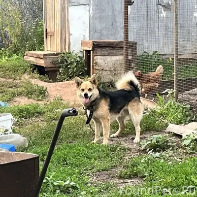 Пропал пёс Жигули, Михайловка