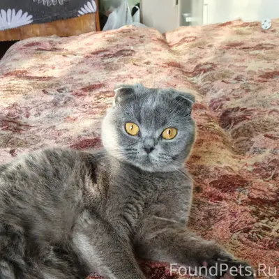 Пропала кошка, район 8 школы