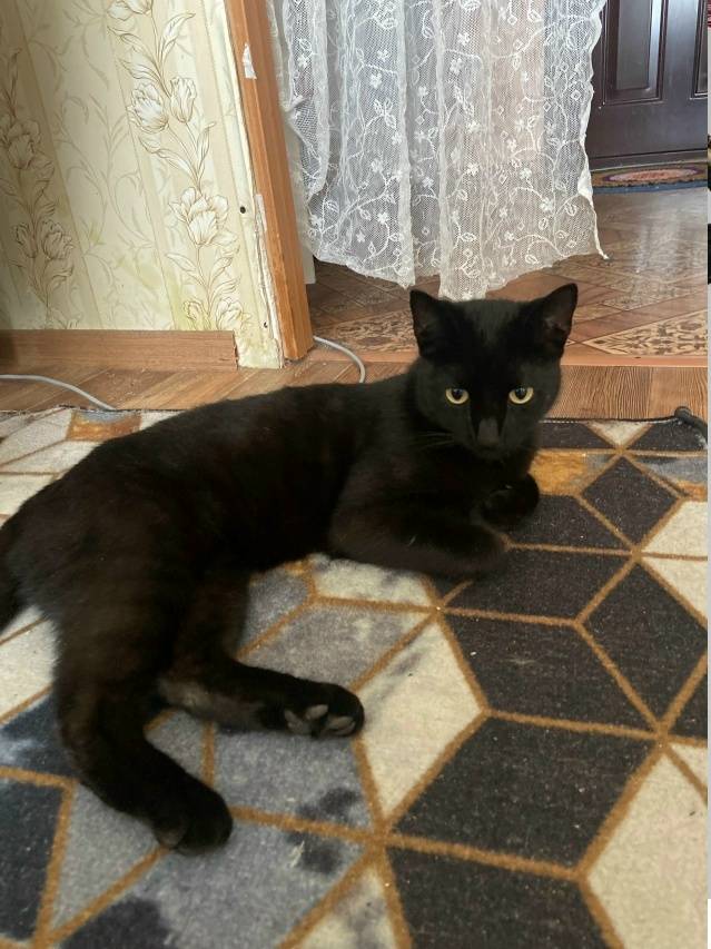 Пропал кот, был в коричневом ошейнике