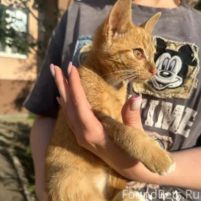 Найден рыжий котёнок, Кинель-Самара