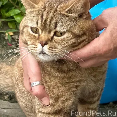 Найден кот, район Слободка