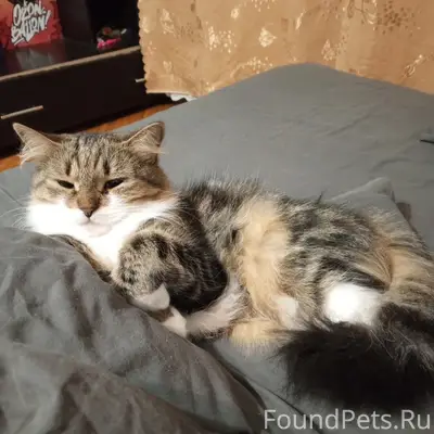 Пропала кошка Молли