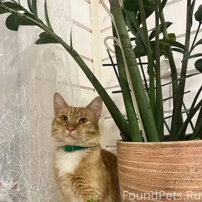 Пропал рыжий кот Симба, Пролетарский район