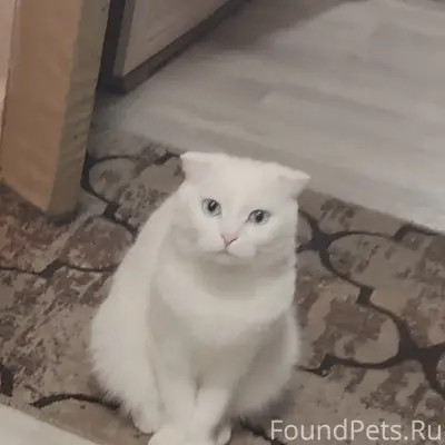 Пропала кошка, переулок Грачей