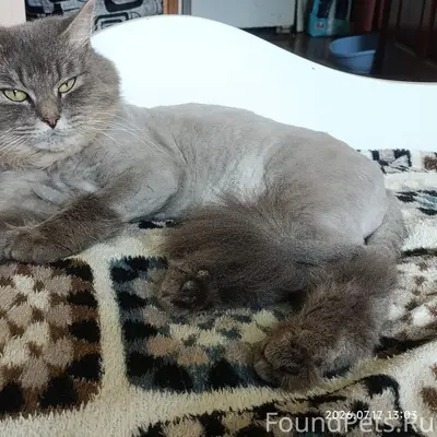 Пропал серый бритый кот 