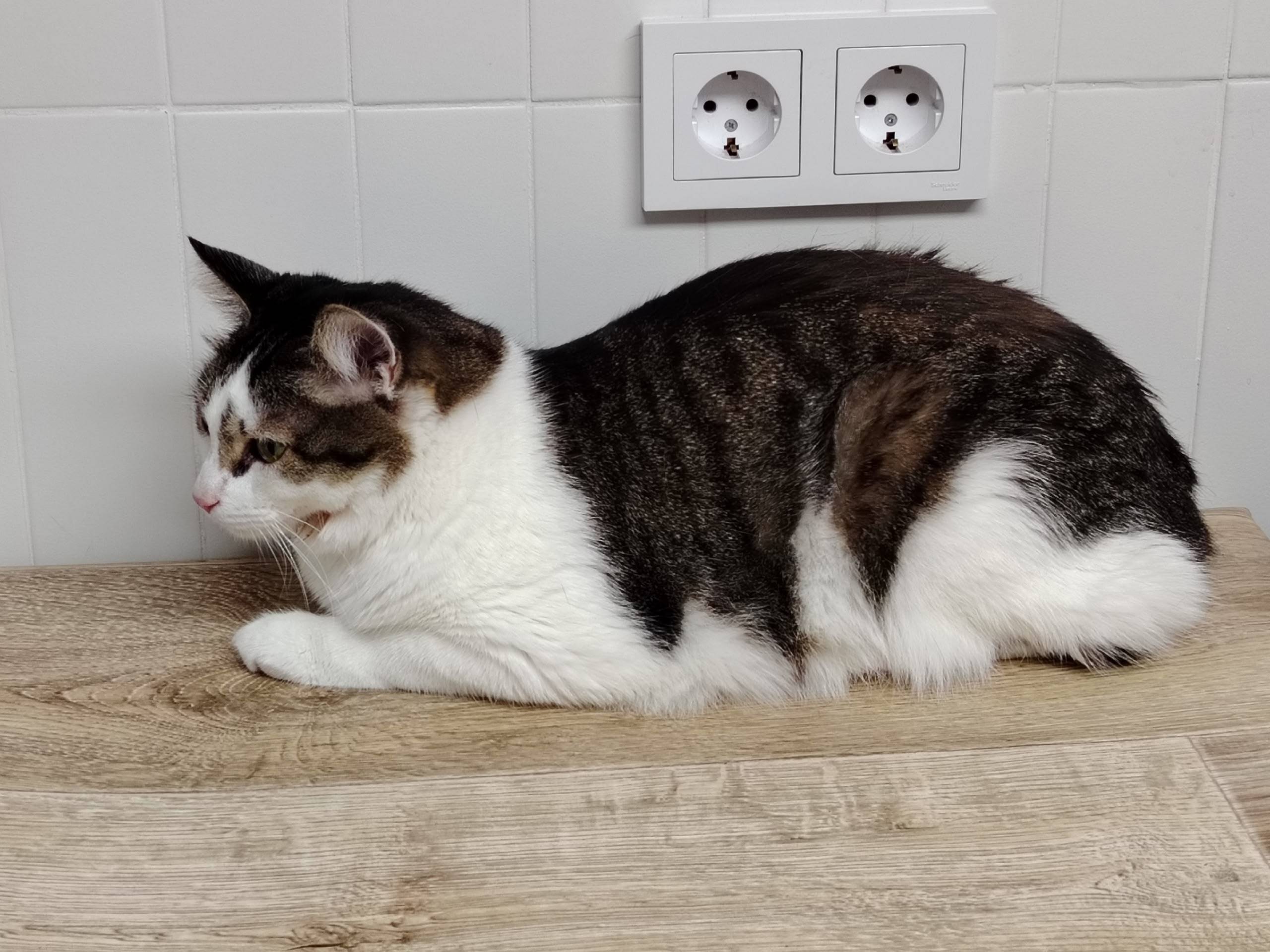 Найден кот, Нижней Ельцовки
