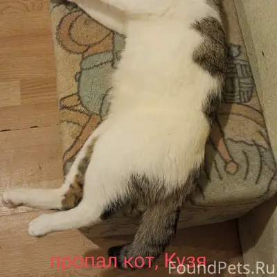 Пропал кот Кузя, Советский проспект
