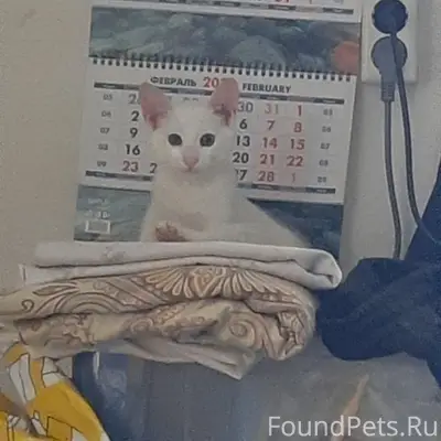 Пропал котёнок Кокос, 2-я Силикатная улица