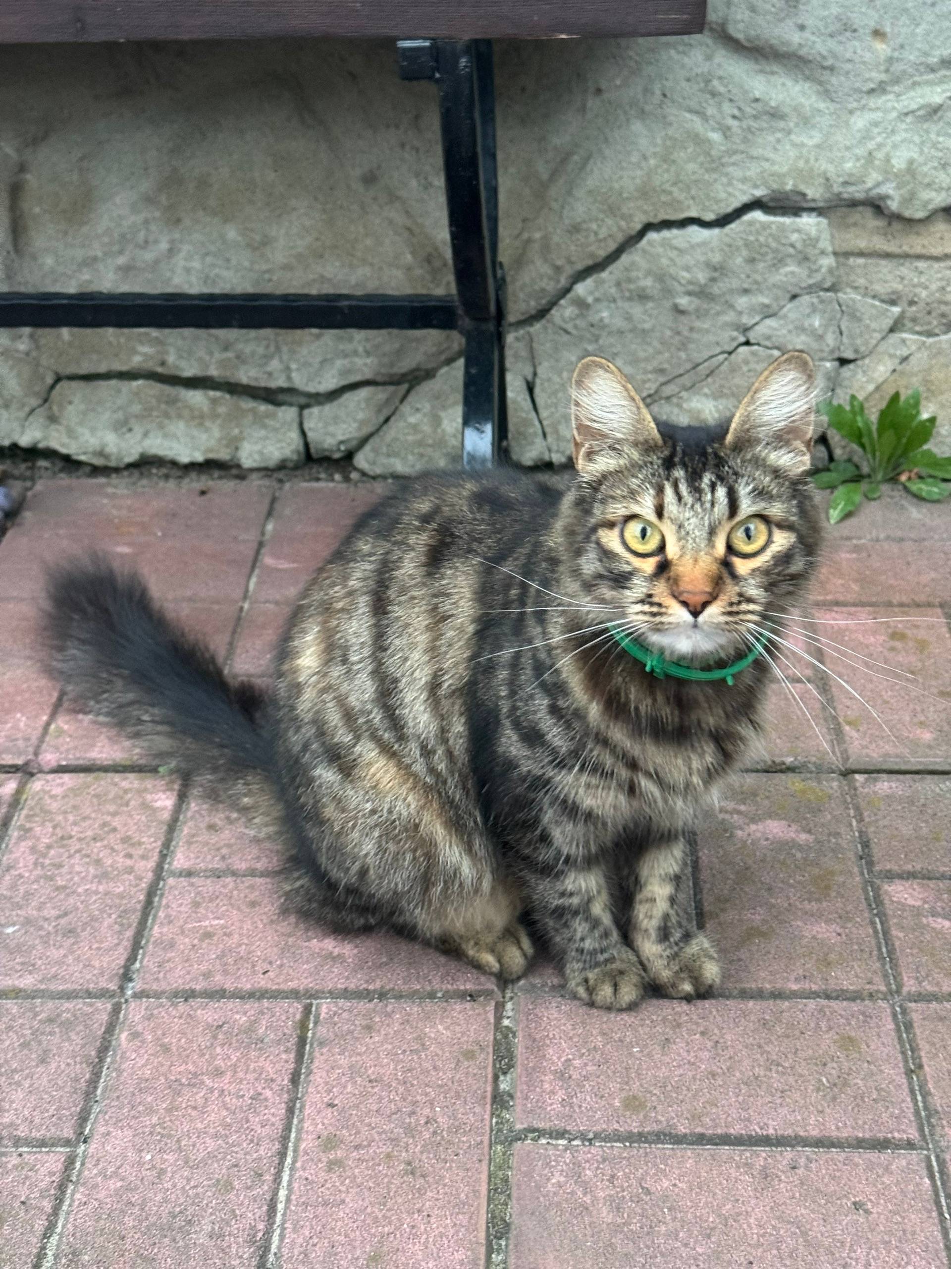 Найдена кошка, Игнатово, Сонино