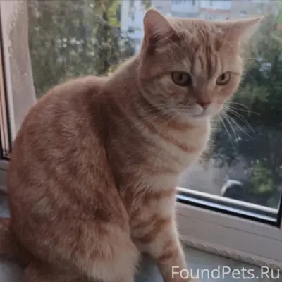 Пропал кот Персик