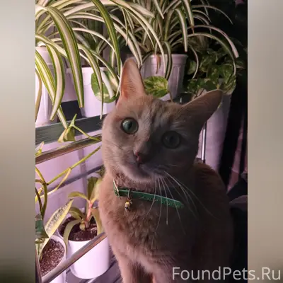 Пропал кот Мурзик, район Пни