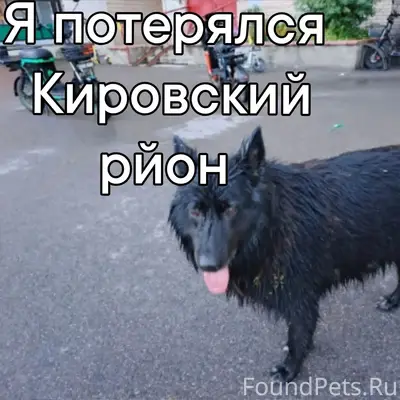 Найден пёс, СПб