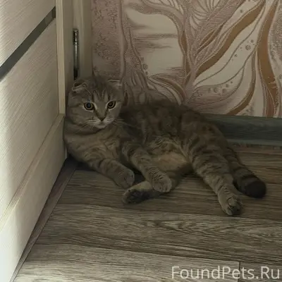 Найдена кошка, ул. Труда 3
