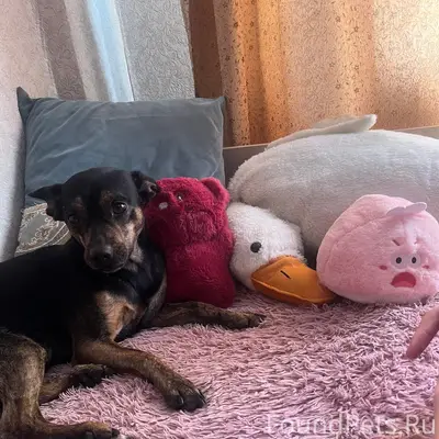 Пропал Цверг пинчер Толик, 33, 32 микрорайоны