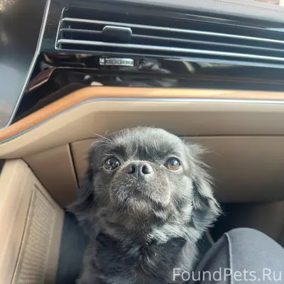 Пропал пёс Тео