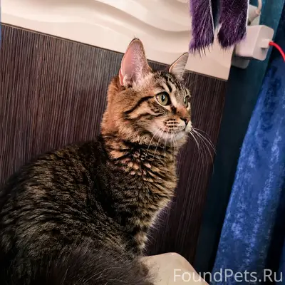 Найден кот, Красноармейский район