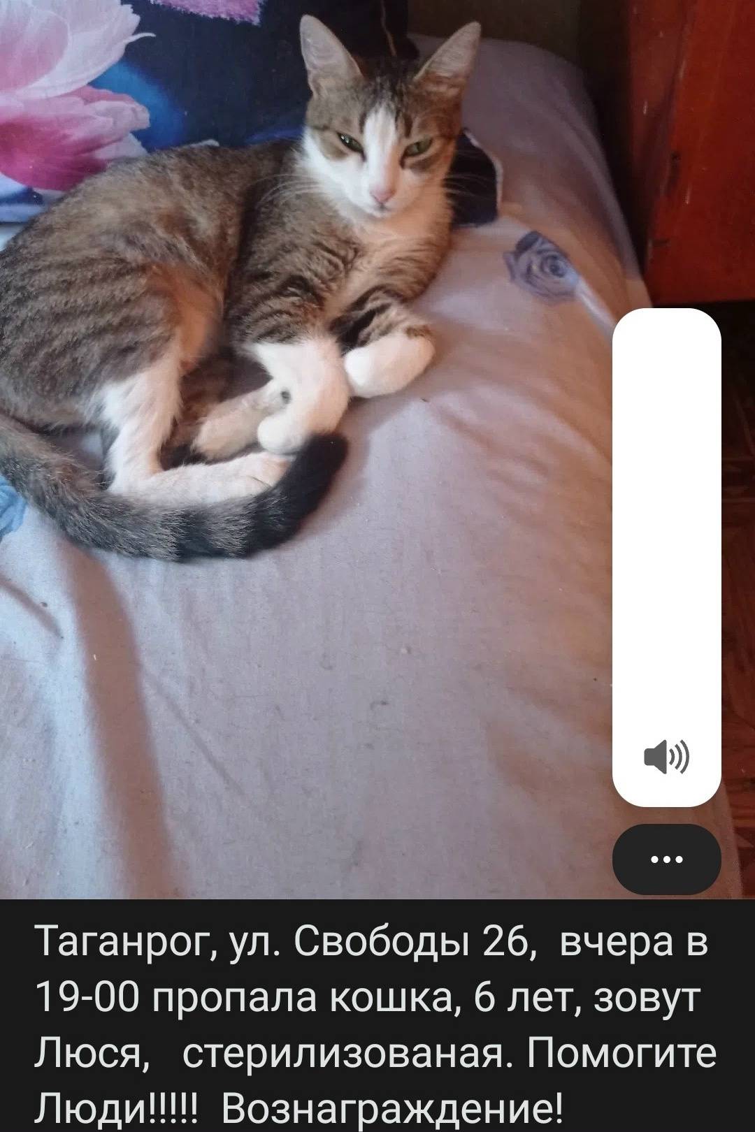 Пропала кошка, Таганрог