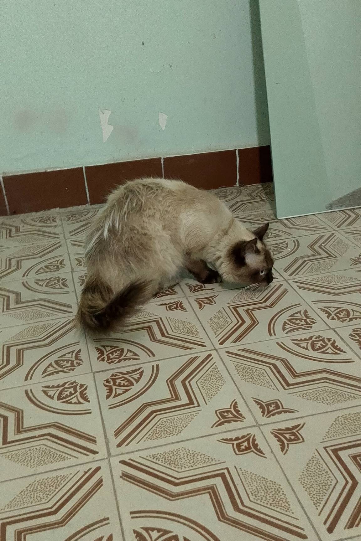 Найден кот или кошка, Невская маскарадная, Жуковский