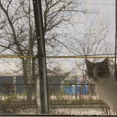 Пропала кошка, СНТ Энергетик