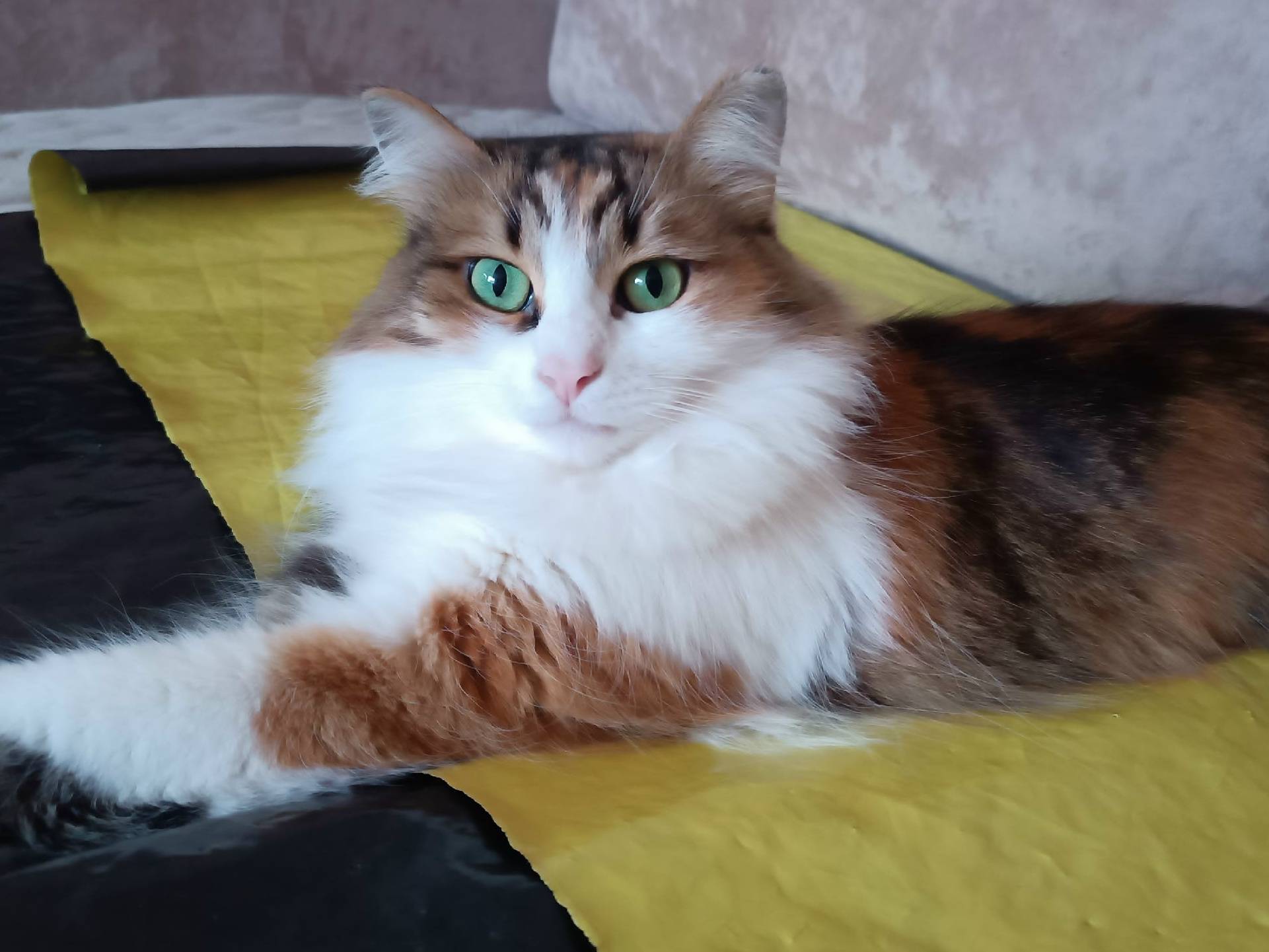 Пропала кошка Маркиза, город Бор