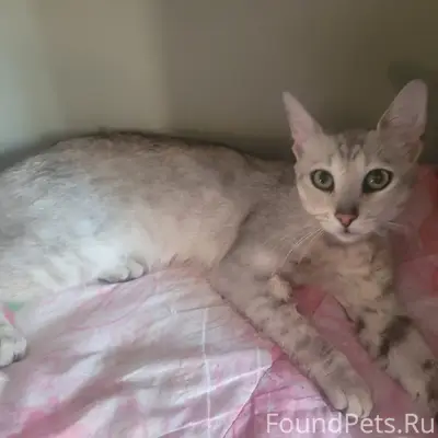 Найден кот, ул. Маяковского