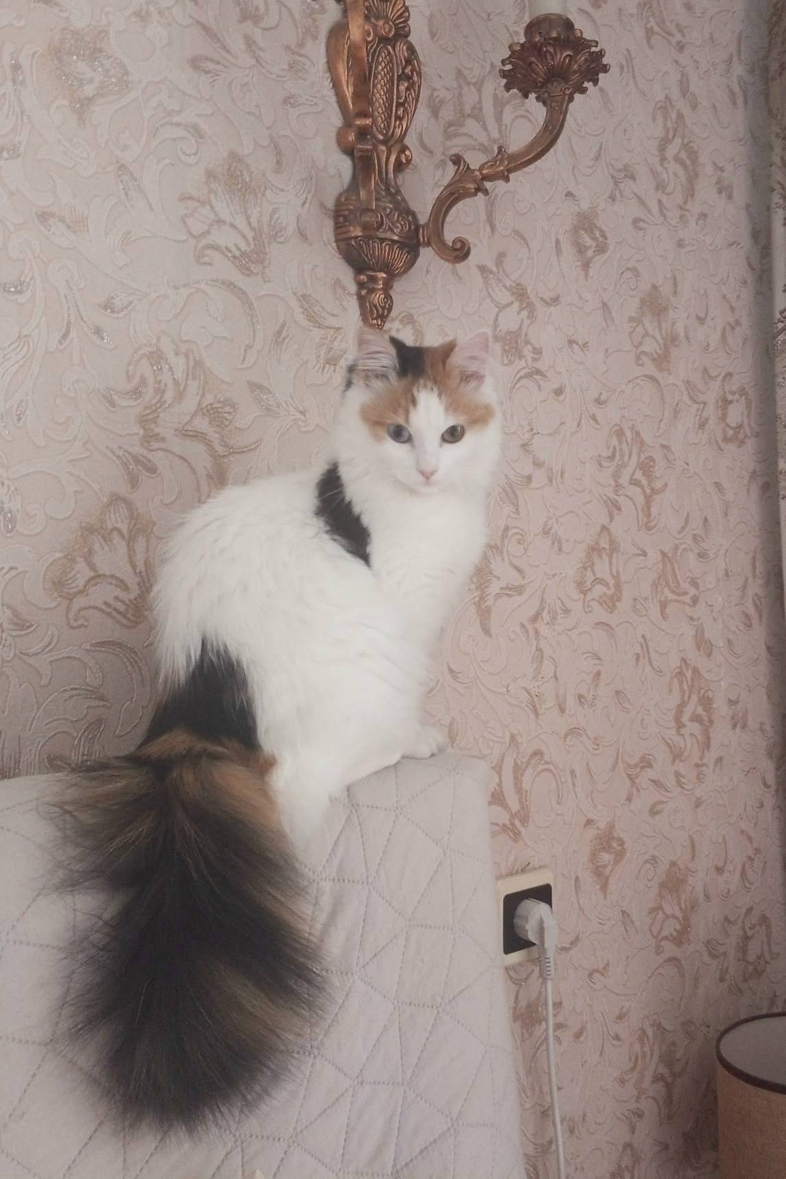 Пропала кошка Буся, деревня Малиновец