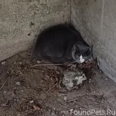 Пропала кошка, Северодвинск, ул. Железнодорожная