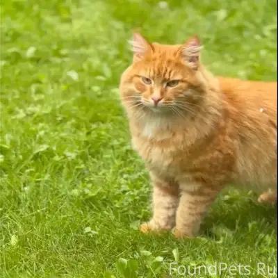 Пропал рыжий кот Савелий, поселок Увильды